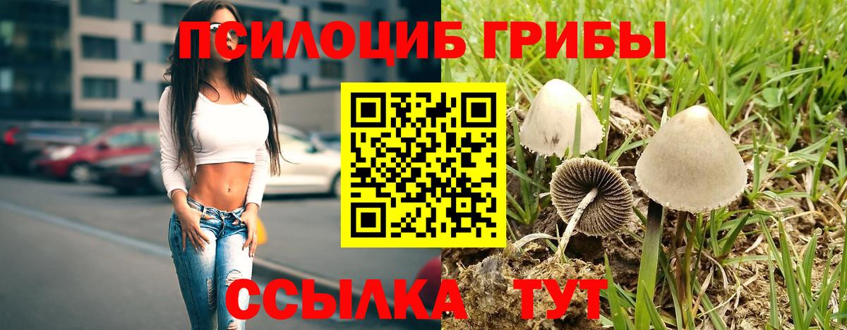 Псилоцибиновые грибы Psilocybe  Ярославль 